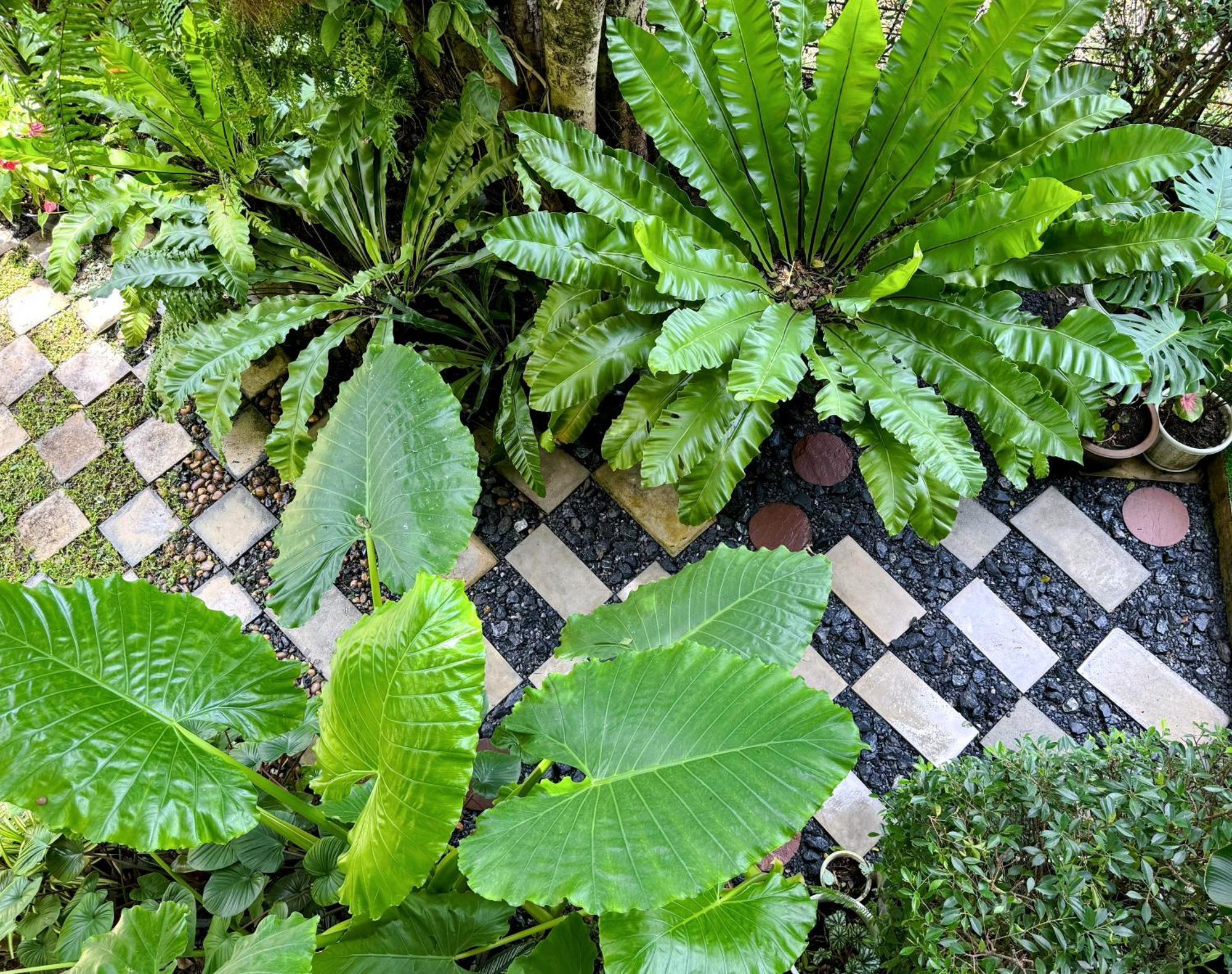 Ideo Phuket Hotel - SHA Plus Nai Yang Beach Eksteriør bilde